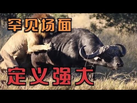 非洲多种动物的“强大”的表现，如非洲企鹅，尼罗鳄，长尾猴等 | 动物世界