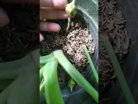 Rejoice when you see these things growing in your green shield alocasia #babycorms #shorts