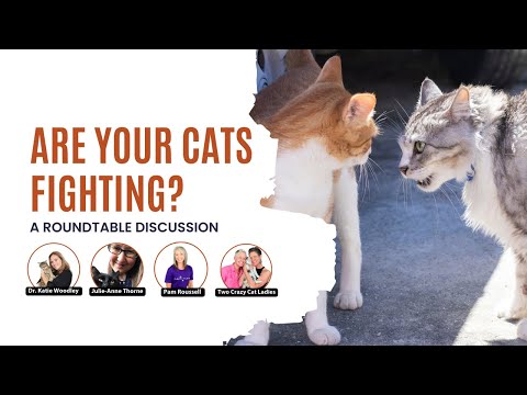 Are Your Cats Fighting? | Roundtable Discussion | Two Crazy Cat Ladies