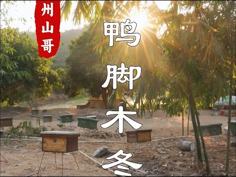 Chaoshan soil honey  duck foot wood winter honey