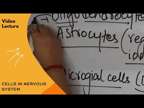 Cells in Nervous System (Glial Cells) Crash Course Anatomy & Physiology