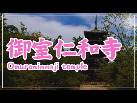 【3min Kyoto】3分で巡る「御室仁和寺」~Omuroninnaji temple, Kyoto Japan~