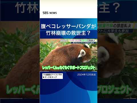 腹ペコレッサーパンダが竹林崩壊の救世主？#SBSNEWS#shorts#放置竹林