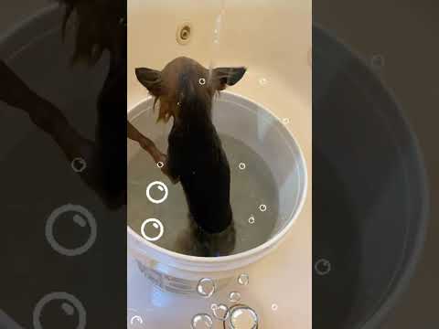 YORKIE DOGGY BATH