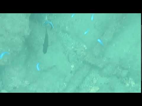 西伊豆安良里海岸　ホンソメワケベラ幼魚　2017年9月