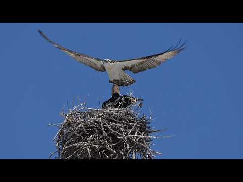 Rick Wright Utah Wildlife Photographer