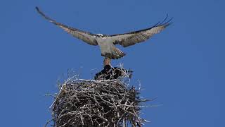 Rick Wright Utah Wildlife Photographer