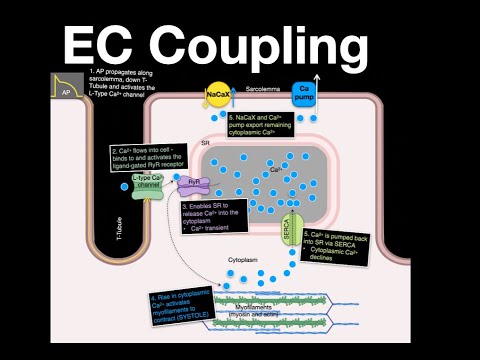 Excitation-Contraction Coupling in Heart muscle cells #anatomy #physiology #heart #calcium