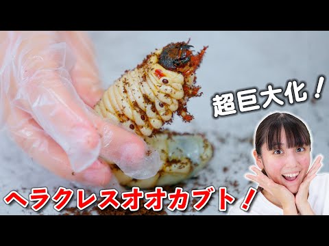 ペットのカブトムシが巨大化！またうんち？！大掃除！【ペット】