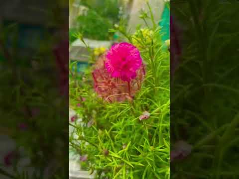 Portulaca/purslane and hibiscus flowers in my balcony #shortvideo #trending #plants #surat #food