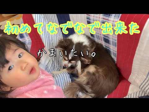 【優しさが芽生えてきた】犬をかわいがる赤ちゃん【生後11ヶ月】掃除をする赤ちゃん