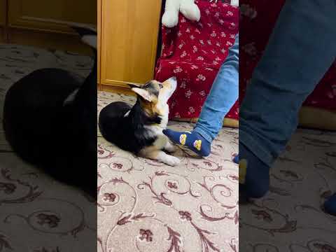 КОГДА НАСТУПИЛ СОБАКЕ НА ЛАПУ #funny #funnyvideo #dog #pet #humor