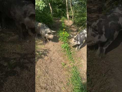 Boars Duking it Out