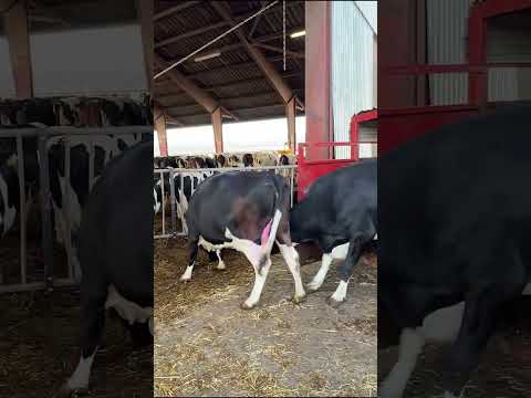 Farm Cows #shorts #fyp #cow #feeding #milking #hoofing