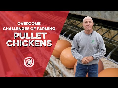 How to Overcome Challenges of Growing Pullet Chickens