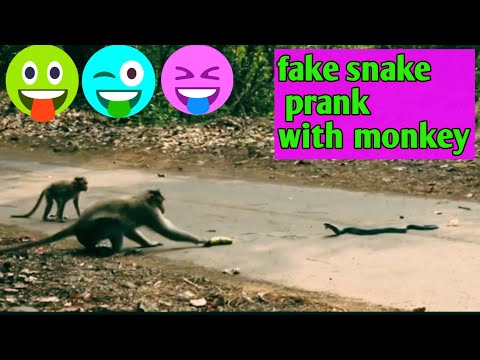 fake snake prank with monkey @ fun superfast