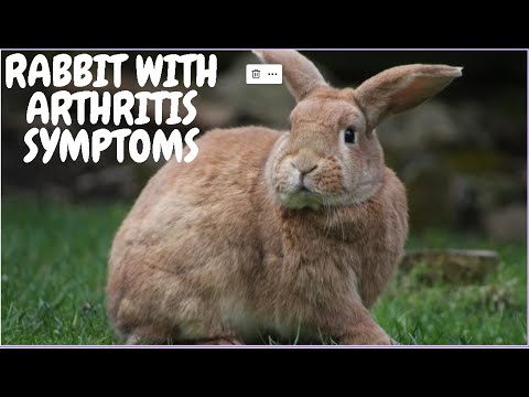 Rabbit With Arthritis