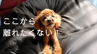 【トイプードル】犬をダメにするソファー　ビーズクッションから離れないトイプードルのモコ