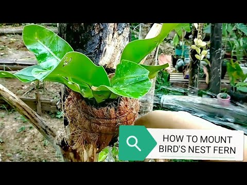 HOW TO MOUNT BIRD'S NEST FERN / DIY PLANT WALL ART by ANAK BUKID