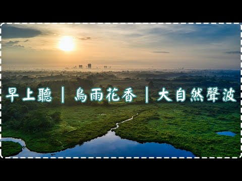 早上起來聽的音樂 鳥雨花香 大自然聲波 【1小時】減壓用、作業用、休息用、睡前用 | Human Is Alive