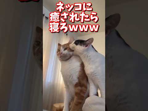 ネッコの動画で癒されたら寝ろｗｗｗ　#2ch #2ch動物スレ #2ch面白いスレ #動物 #犬 #猫 #癒やし #ねこ