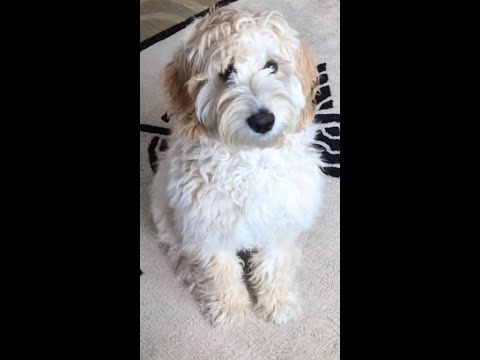 Magic! Is He My Puppy?|マジック！別犬？子犬の初めてのヘアカット#shorts#goldendoodle#ゴールデンドゥードル#子犬