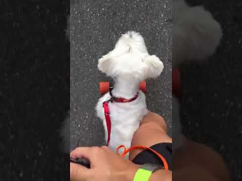 Kaiser 滑電動滑板 Boosted Board