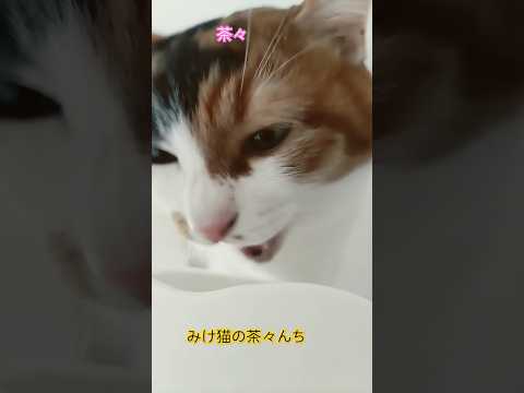 うまうま猫　#三毛猫#cutecat #猫のいる暮らし #funny