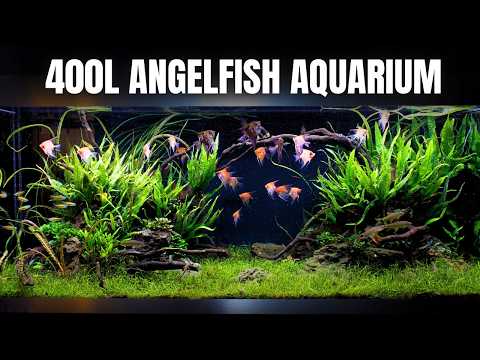 I MADE A 5ft PLANTED ANGELFISH AQUARIUM, Here's How!