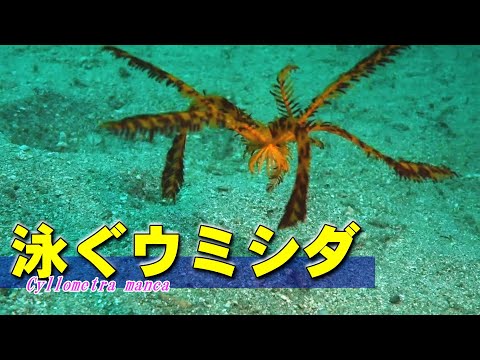 【 シマウミシダ 】羽ばたいて泳ぐウミシダ　Cyllometra manca