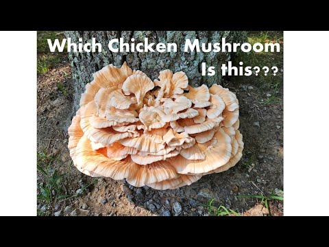 Which Chicken Mushroom is this?