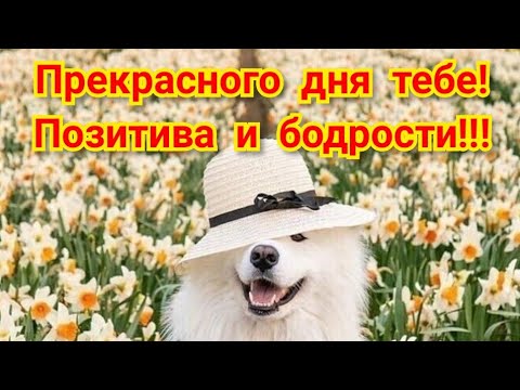 Доброе утро! Ромашкового настроения тебе!Прекрасная мелодия и яркие пожелания доброго дня!