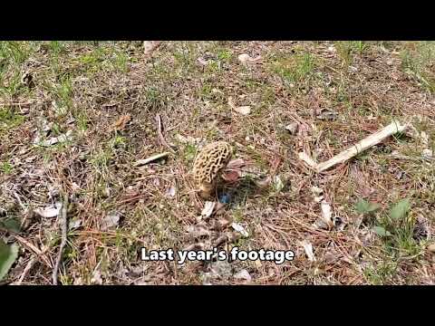 Morel Mystery Part 2