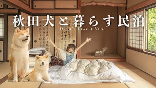 日本vlog｜有秋田犬陪伴的民宿！還可以牽秋田犬去散步！縁Enishi  秋田角館