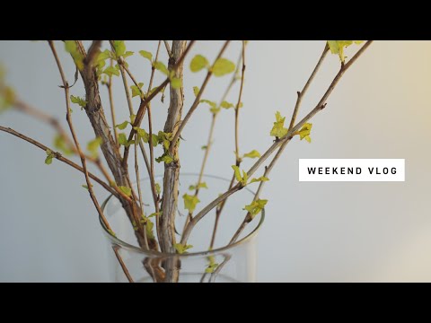 【Weekend Vlog #14】plants of the month / try rowboat / temple at senzokuike