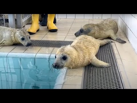 First swim of grey pups Willem, Eileen and Smuk