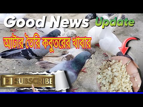 আটার তৈরি কবুতরের খাবার #kabootar#trending #viralvideo#viralshorts#antique#vairal #SirajSuperPigeon