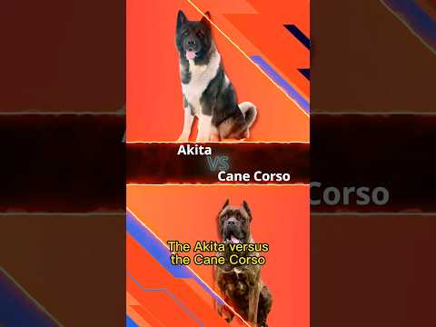 Dog Showdown: Akita vs Cane Corso 🐕⚔️ #doglover #dogshorts #shorts #akita #canecorso