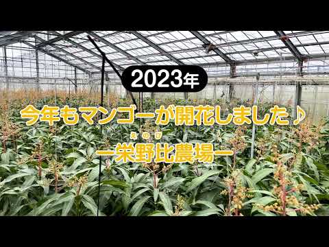 2023年_今年もマンゴーが開花しました♪｜栄野比（えのび）農場