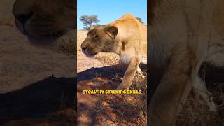 Incredible Lioness Stalking Skills: Master of Stealth in the Wild