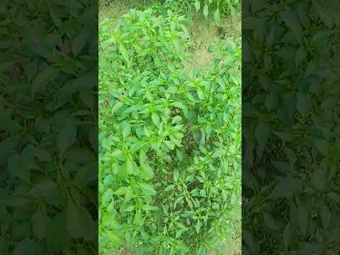 Chilli ki khet Ghazipur 61🌶️🌶️#farming #travel #nature #views #viralvideo #valley  #ghazipur