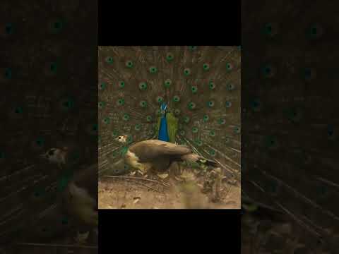 Peacock Dance #peacock