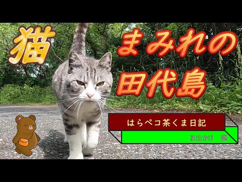 はらペコ茶くま日記　　”にゃん”だらけの田代島で　もふもふ三昧！！