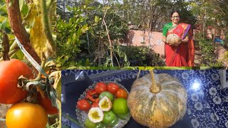 మిద్దెతోట  (in terrace garden )లో తీపి గుమ్మడికాయ pumpkin#కాయగూరలు# హార్వెస్ట