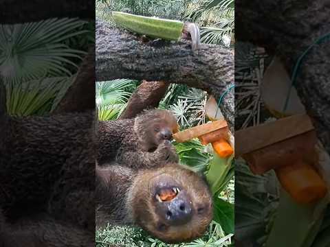 Cute baby sloth