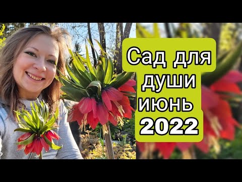 ПУТЕШЕСТВИЕ ПО ИЮНЬСКОМУ САДУ 🌷🌻🌲🍀💐 САД ДЛЯ ДУШИ ИЮНЬ 2022 | СВЕТЛАНА САМОЙЛОВА