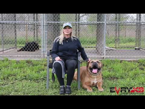 Living With The Ultimate Guard Dog. (The African Boerboel) Part 2