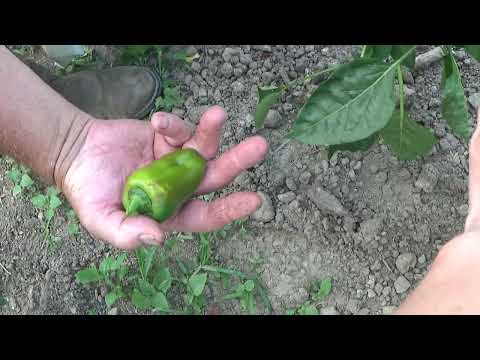 Harvesting The Garden In July 2024