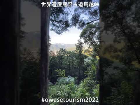 世界遺産熊野古道馬越峠PR動画29　#Shorts