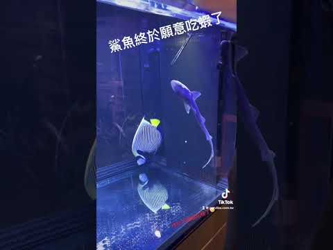 鯊魚餵食秀 #鯊魚 #海水魚 #海水魚飼育 #餵食 #魚缸